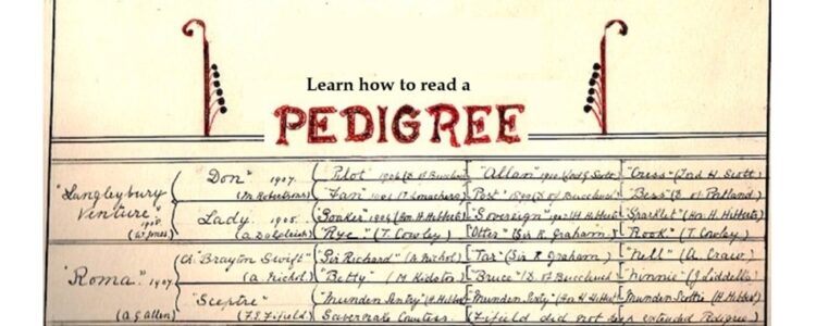 Learn how to read a dog's pedigree