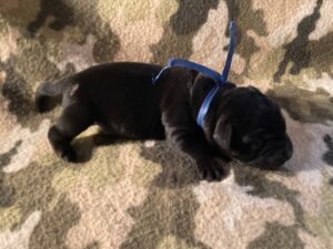 Black Labrador puppy with a blue ribbon