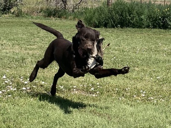 Lab youngster dancing his way back with his bird