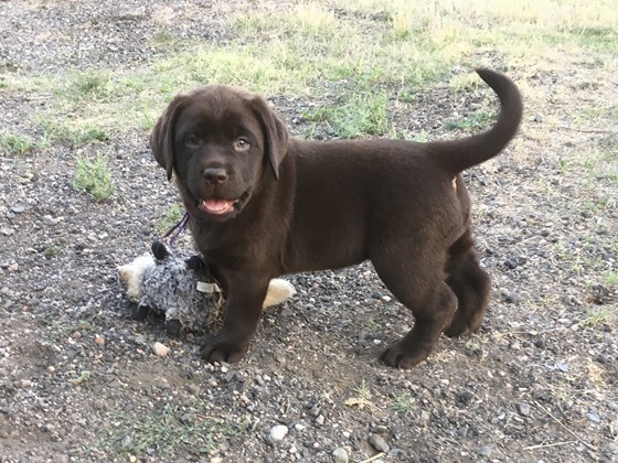 Chocolate Lab puppy with a sparkle in her eye and a toy to play with.