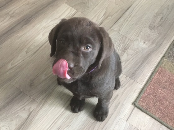 Chocolate Labrador puppy licking her lips and hoping for a treat