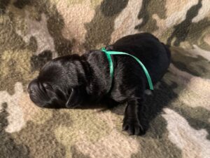 Black Lab puppy with a green ribbon