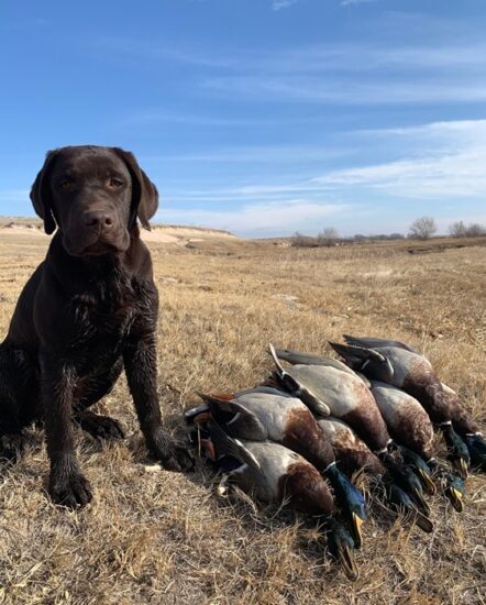 Young chocolate Lab with several ducks that he retrieved