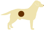 Yellow Lab with chocolate pigment