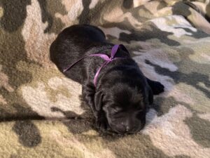 Black Labrador puppy with a purple ribbon