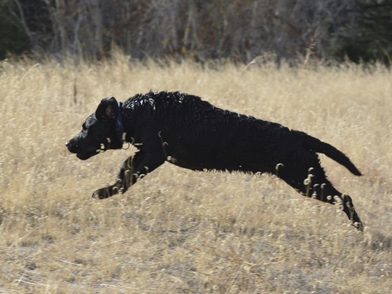 Black Lab racing to retrieve her bird