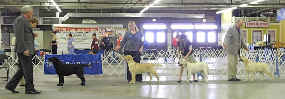 6 month old black Lab winning his class at his first dog show