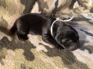 Black Labrador puppy with a white ribbon