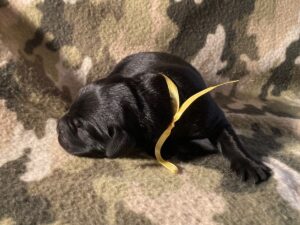 Black Labrador puppy with a yellow ribbon