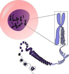 Cell, chromosome, double-helix